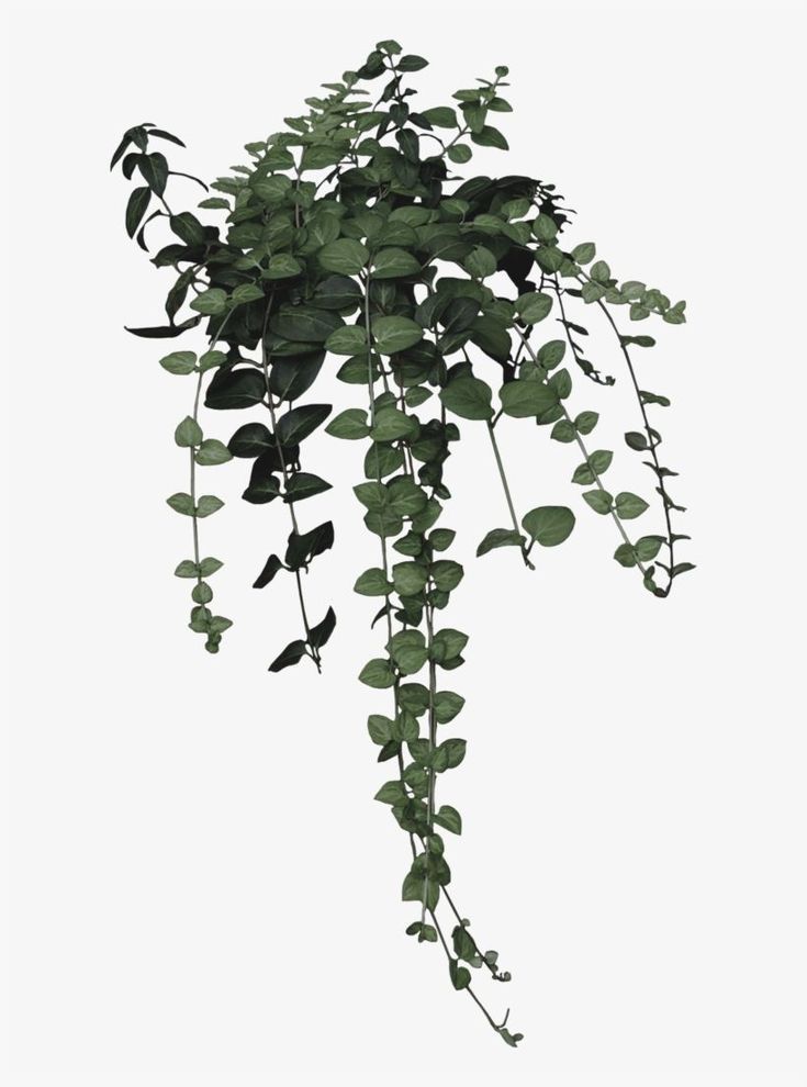 Featured image of post Aesthetic Plants Png