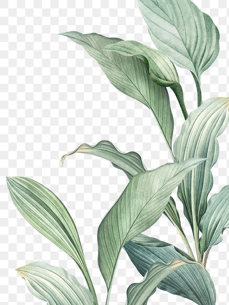 Featured image of post Aesthetic Plants Transparent Background