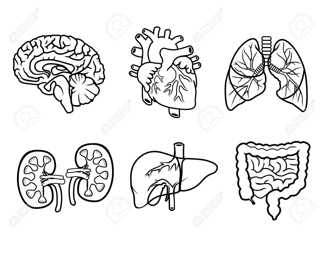 Featured image of post Anatomy And Physiology Clipart Black And White