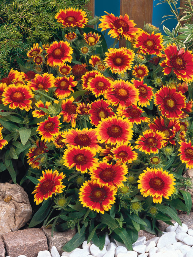 Featured image of post Arizona Sun Blanket Flower