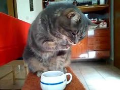 Featured image of post Cat With Coffee Gif