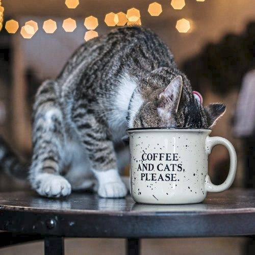 Featured image of post Cat With Coffee Images