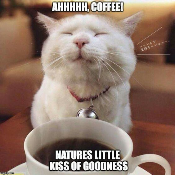 Featured image of post Cat With Coffee Meme