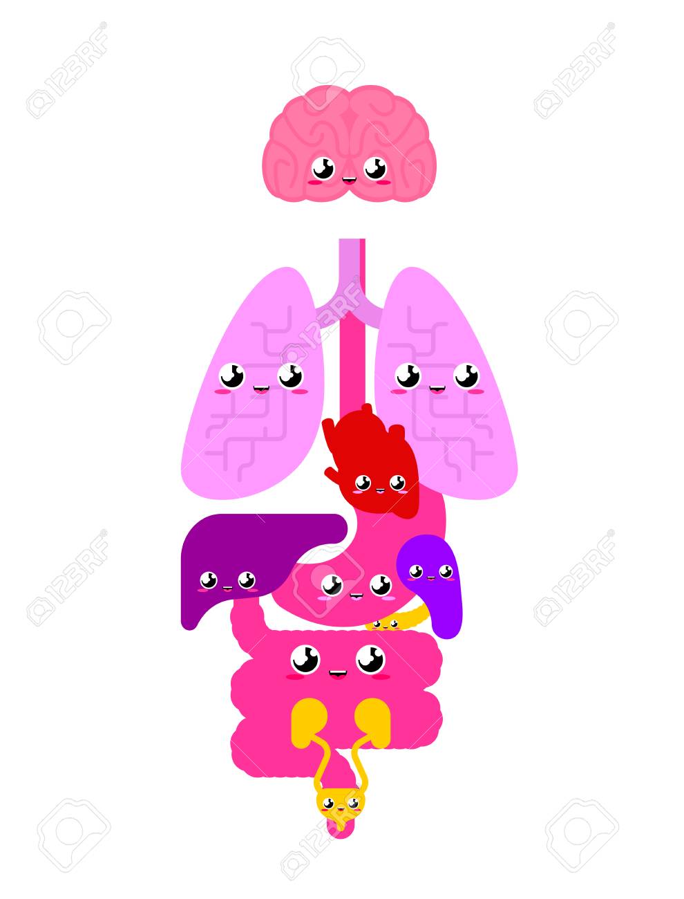 Featured image of post Cute Anatomy And Physiology Clipart