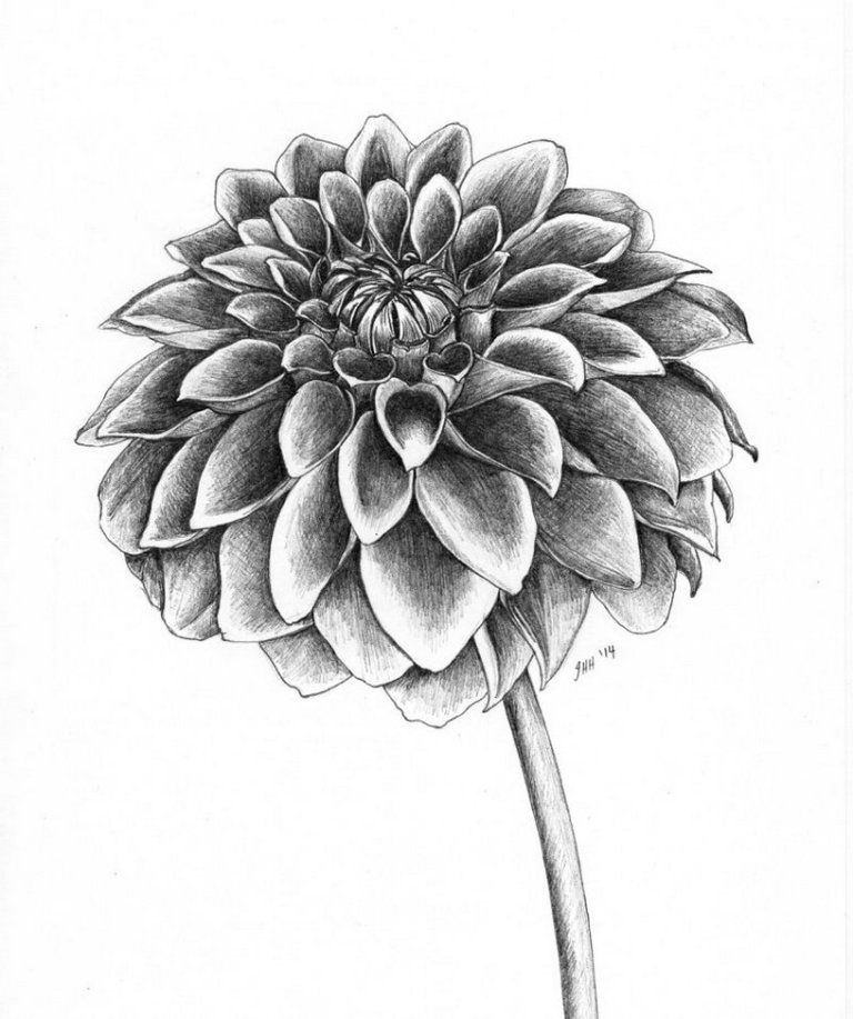 Featured image of post Dhalia Drawing