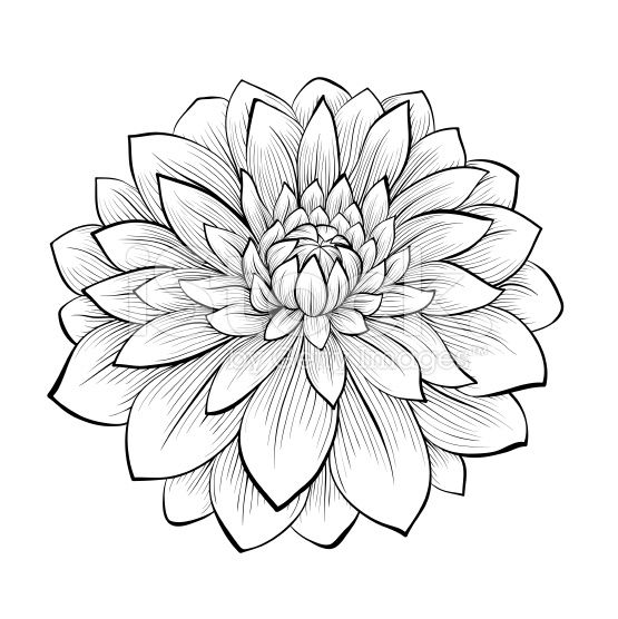 Featured image of post Dhalia Flower Outline