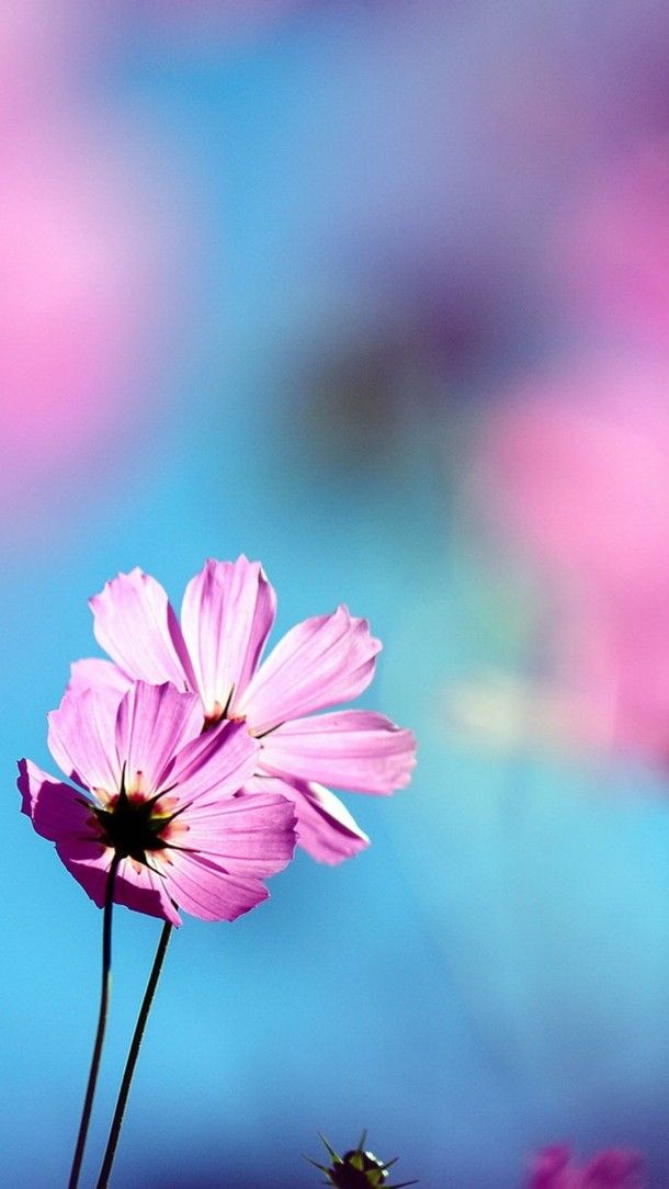 Featured image of post Floral Beautiful Wallpaper For Phone Screen