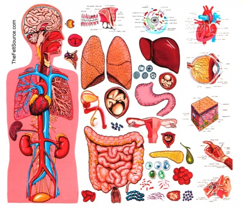 Featured image of post Human Anatomy And Physiology Clipart