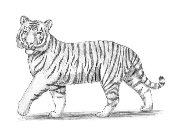 Featured image of post Tiger Pencil Drawing Easy