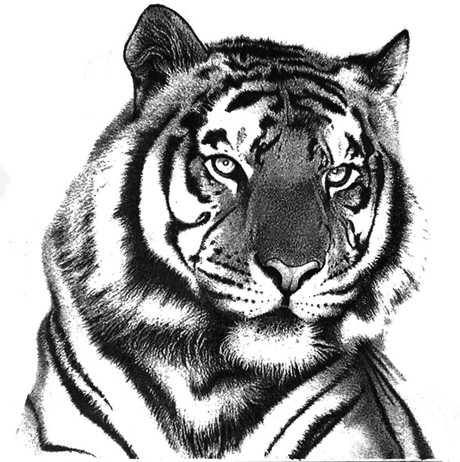 Featured image of post Tiger Pencil Drawing Hd