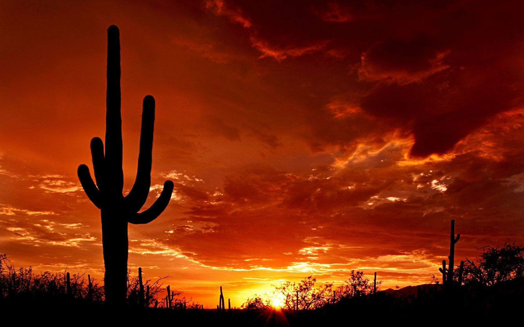 Featured image of post Wallpaper Western Cactus Background