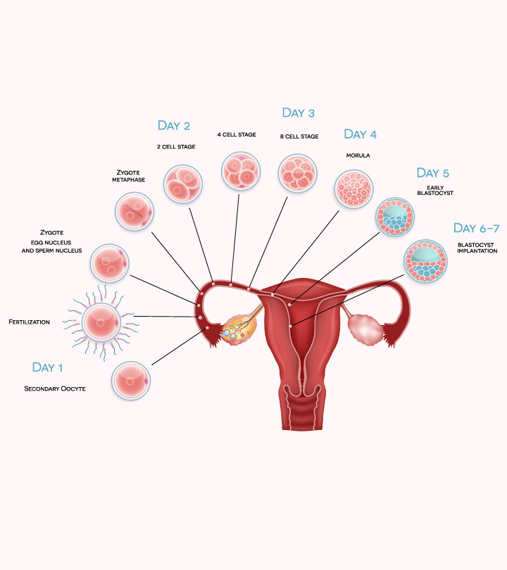 Featured image of post When Does Implantation Begin After Conception