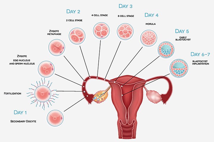 Featured image of post When Does Implantation Begin After Ovulation