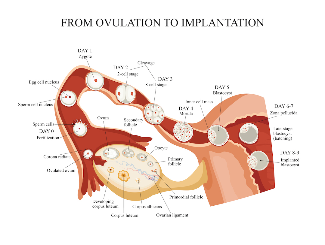 Featured image of post When Does Implantation Begin