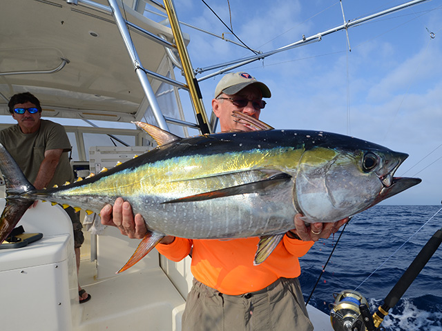 Featured image of post Yellowfin Tuna Pictures